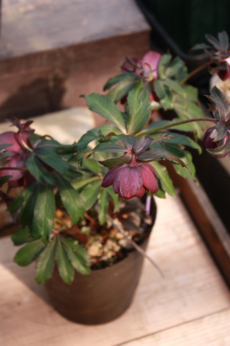 20100219vv.jpg
