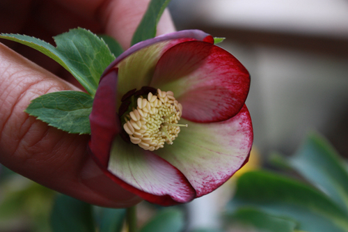 20100219w.jpg