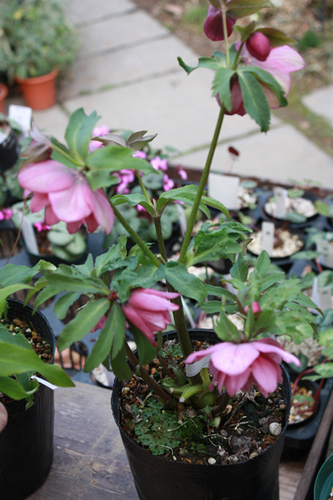 20100219yy.jpg