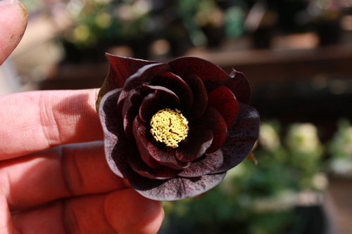 20100220a.jpg