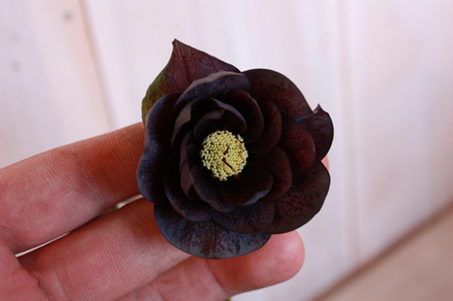 20100220aa.jpg