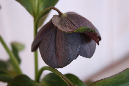 20100220aaa.jpg