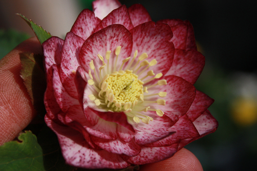 20100220b.jpg