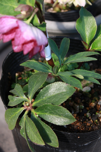 20100220bb.jpg