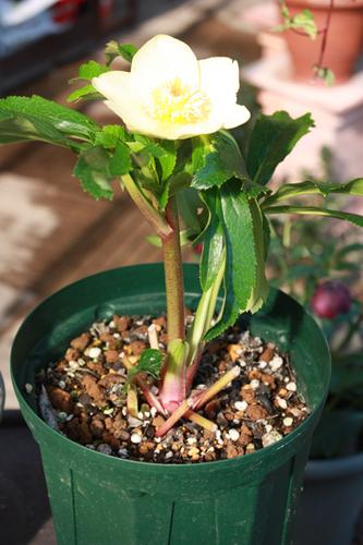 20100220cc.jpg