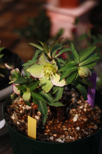 20100220dd.jpg