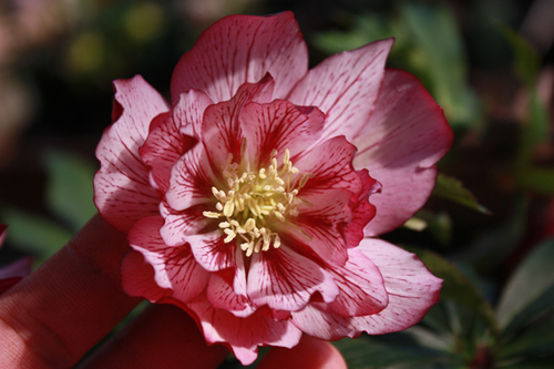 20100220e.jpg