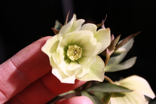 20100220f.jpg
