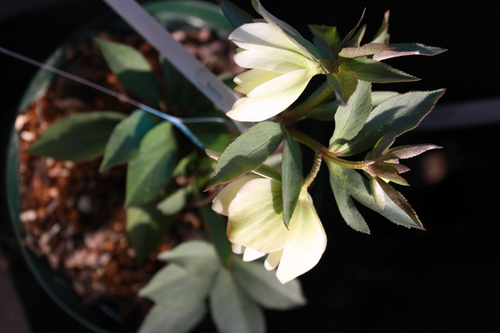 20100220ff.jpg