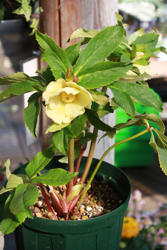 20100220gg.jpg