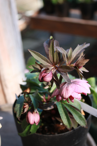 20100220hh.jpg