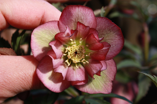 20100220j.jpg