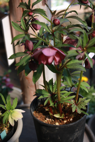 20100220jj.jpg