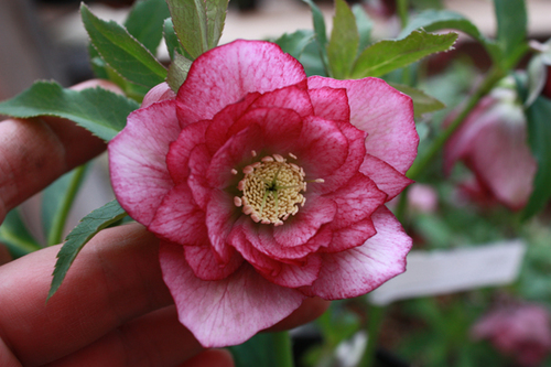 20100222a.jpg