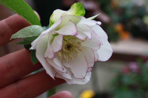 20100222c.jpg