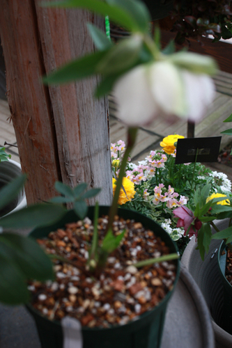 20100222cc.jpg