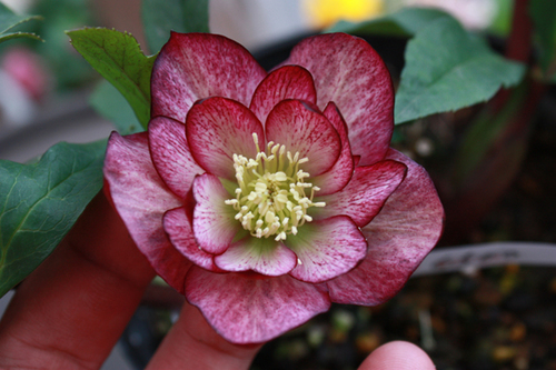 20100222d.jpg