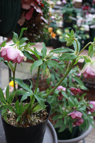 20100222ee.jpg