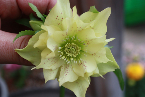 20100222f.jpg