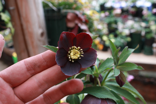 20100222g.jpg
