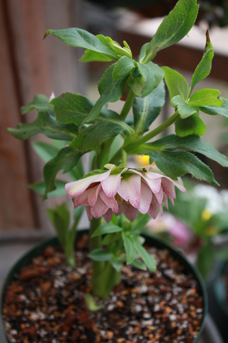20100222hh.jpg