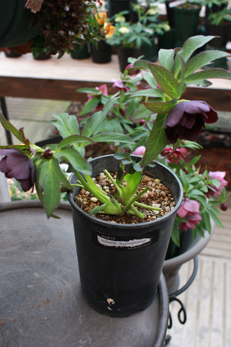 20100222ii.jpg