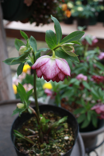 20100222kk.jpg