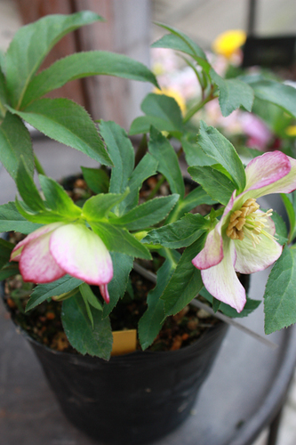 20100222ll.jpg