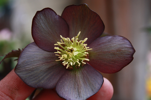20100222n.jpg