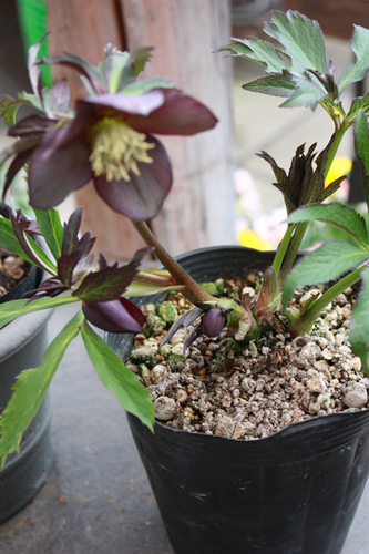 20100222nn.jpg