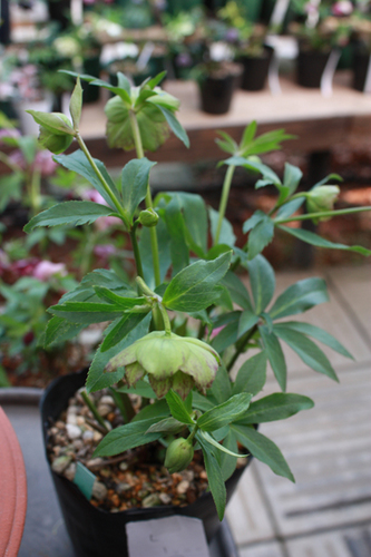 20100225ff.jpg