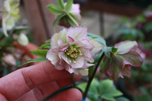 20100225g.jpg