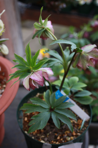 20100225gg.jpg