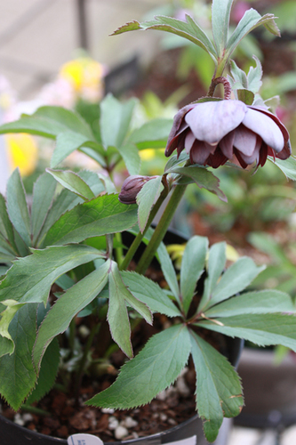 20100225ii.jpg