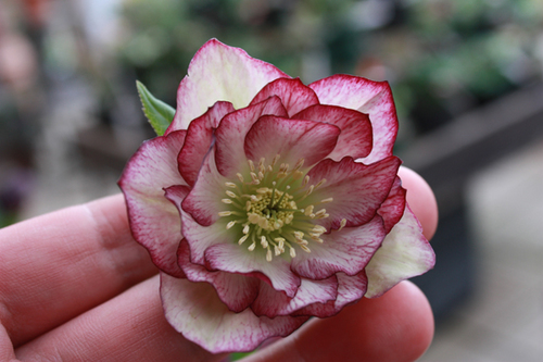 20100225j.jpg