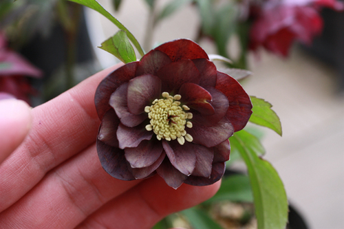 20100225k.jpg