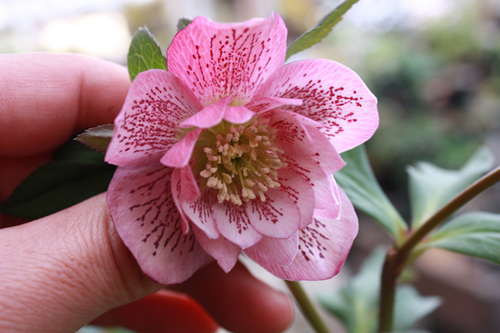 20100225l.jpg