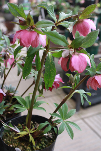 20100225ll.jpg