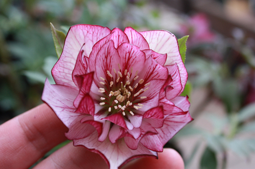 20100225o.jpg