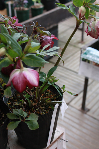 20100225oo.jpg
