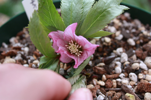 20100225p.jpg