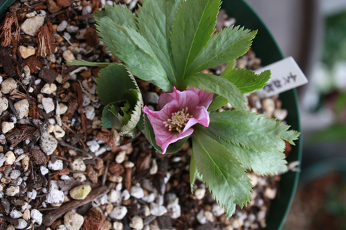 20100225pp.jpg