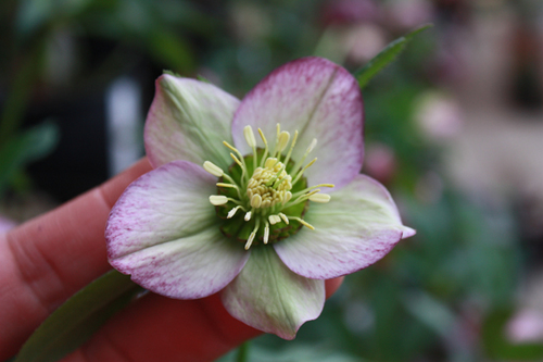 20100225r.jpg