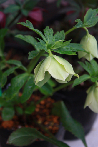 20100226ee.jpg
