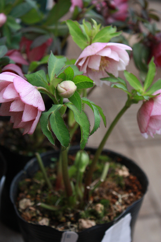 20100226ff.jpg