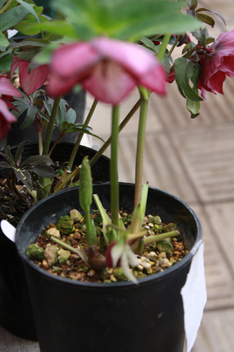 20100226gg.jpg