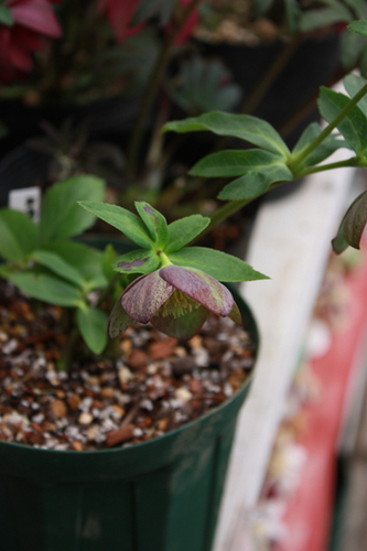 20100226hh.jpg