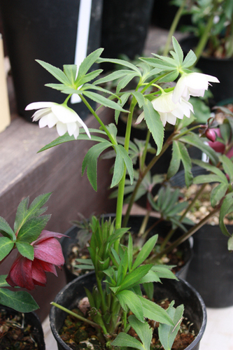 20100226ll.jpg