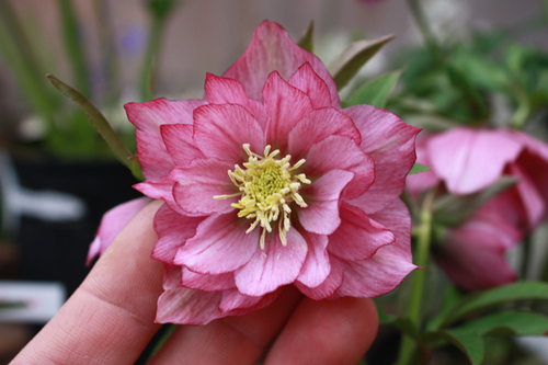 20100226n.jpg