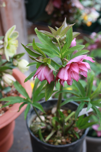 20100226nn.jpg